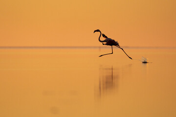 Flamingo sunrise