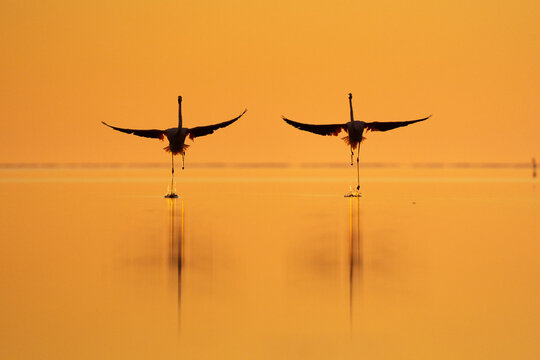 Flamingo sunrise