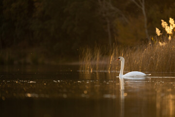swan on the lake © Marc Cuevas