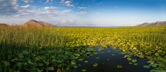Panoramic of the Skadar lake covered by water Lillies. Virpazar, Montenegro.