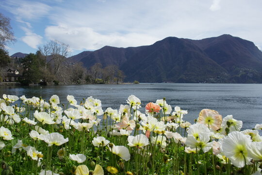 Vertical view of colorful flowers in Parco Ciani with Lake Lugano (also called Ceresio) in the middle ground and the surrounding Lugano Prealps mountains such as Monte San Salvatore and Monte Boglia