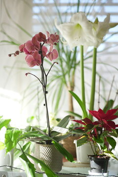 Vertical view of a single orchid flower, showcasing its delicate petals, vibrant colors, and intricate details, emphasizing elegance and natural beauty.