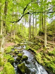 Black Forest Stream in Breitnau Germany with Mossy Rocks and Lush Summer Woodland 
