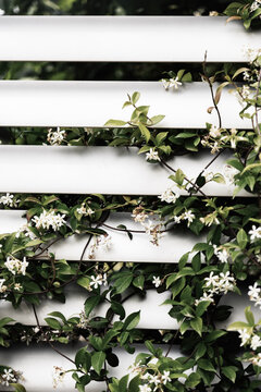 Green vines and flowers growing through white fence slats