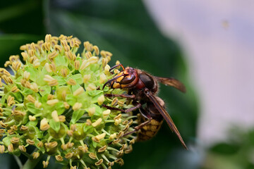 The hornet bites the bark of the tree and obtained the sweet sap