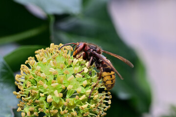 The hornet bites the bark of the tree and obtained the sweet sap
