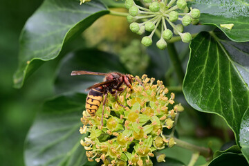 A hornet bites the sweet bark of a tree in the garden