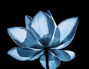 intricate lotus petal details revealed under x ray inspection