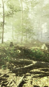 Sunlit forest floor with mossy roots, golden beams highlighting fronds and lichen, rich soil textures and scattered leaf litter, scene of renewal and quiet