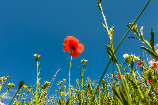 Wild red corn poppy (Papaver rhoeas, Papaveraceae) and white hoary alison (Berteroa incana) flowers in a natural meadow under a clear blue sky in slavic Gniezno, Poland