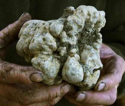 white truffle , tuber magnum pico , food , precious ,rare ,raw mushroom ,wild scent , bewitching perfume , edible ,natural ,calloused hands , truffe blanche 