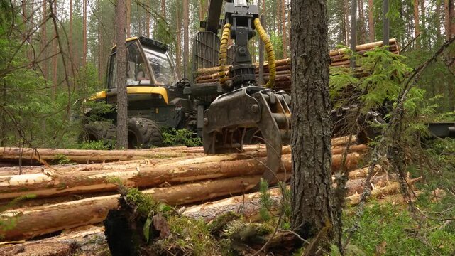 A forwarder loader loads and transports felled logs in a forest. Deforestation	