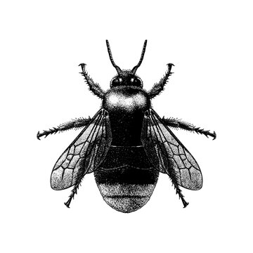 Hand-drawn vector illustration of a Red-Tailed Cuckoo Bumblebee, rendered in detailed black and white stippling style. This artwork highlights the bee&rsquo;s distinctive anatomy and natural texture.