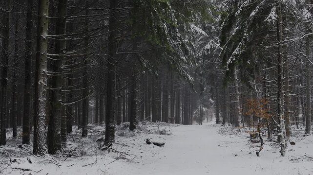Schneefall und Nebel im Wald in HDR HLG
