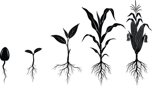 Large Collection of Corn Plant Growth Stages Silhouettes from Seed to Harvest for Agriculture Education, Farming Design, Organic Food Projects, and Professional Vector Illustration