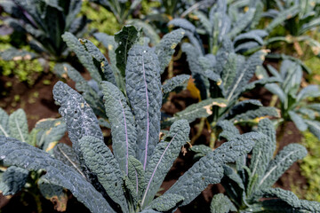 Organic Kale harvest