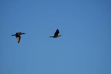 Two cormorants in flight in a clear blue sky.