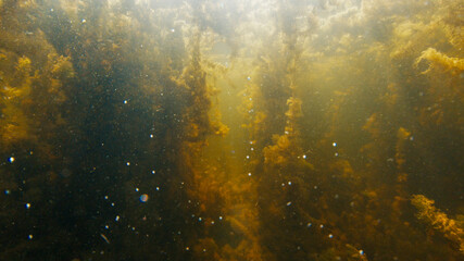 Underwater view of the plants in a clean river
