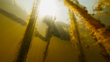 River spearfishing. Woman with speargun swims underwater in the murky river and explores area full of underwater plants