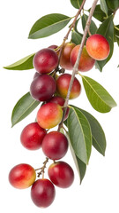Obraz premium A lush branch filled with ripe, red and yellow berry-like fruits ready for harvest