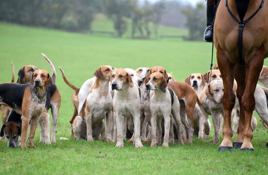 Fox hounds waiting with hunt staff at a meet before they set off.