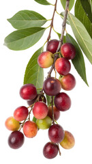 A cluster of vibrant red and ripening berries on a leafy branch against a stark black background