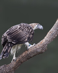 A Philippine eagle