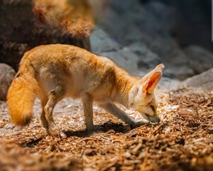 A Fennec Fox searching a food