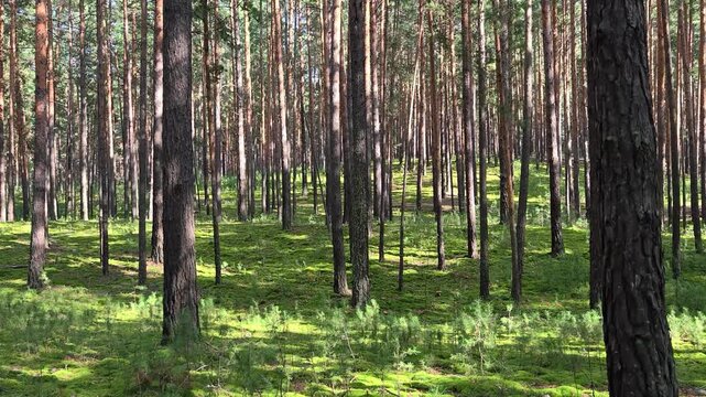 Video of Walk through a mossy pine forest in summer season.