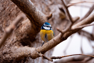 Cinciallegra su un ramo in inverno © francesco