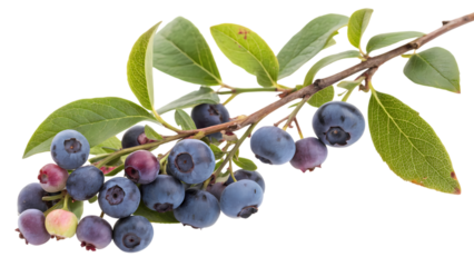 A vibrant branch of fresh blueberries with lush green leaves, ready for a healthy treat