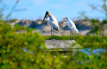 Wood stork and egret in the wild