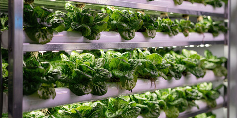 Vertical farm technology for future agriculture and food security. Growing lettuce plant under led light with hydroponics system provides hopeful solution for urban farming