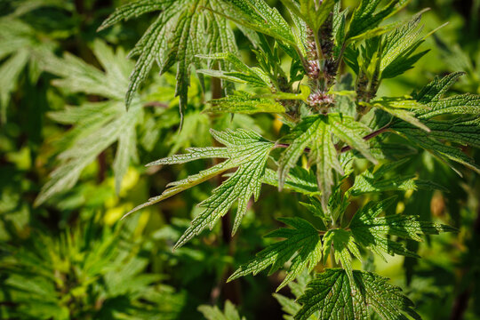 leonurus cardiaca green leaves with pink flowers