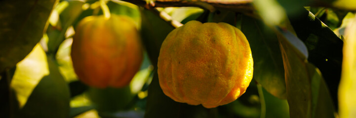 Furrowed bitter orange Citrus &times; aurantium 'Canaliculata' fruits with rain drops. Banner. Orange citrus fruits grow in summer garden. Citrus aurantium Canaliculata or bitter orange or bitter mandarin.
