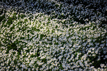 Beautiful White flowers Rabelera holostea ( Stellaria holostea) in forest. Wild white greater stitchwort addersmeat blooms in meadow. Summer landscape nature background with beautiful wild flowers.