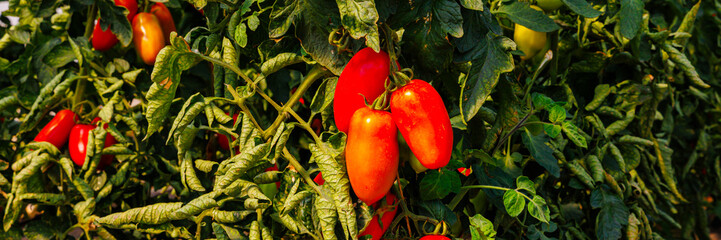 Fresh red tomatoes growing on lush green plants under bright sunlight in a garden setting