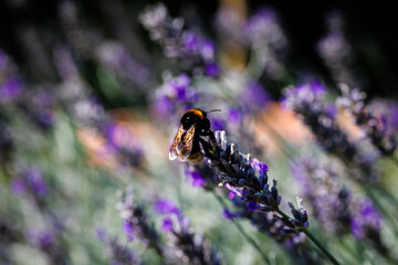 Close-up of a bee collecting nectar from lavender flowers in a sunny garden