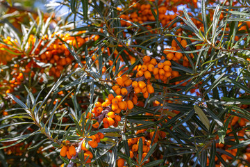 Bright orange berries grow abundantly on a bush under the clear blue sky during a sunny afternoon