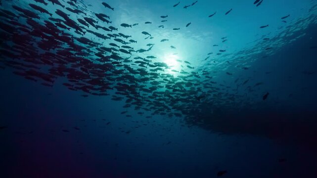 Underwater shot looking up at a huge school of fish swimming in a spawning aggregation silhouetted by the sun