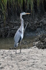 great blue heron