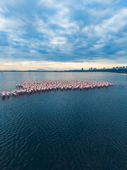 Flamingos gather in a large flock on a body of water during evening light near a city skyline