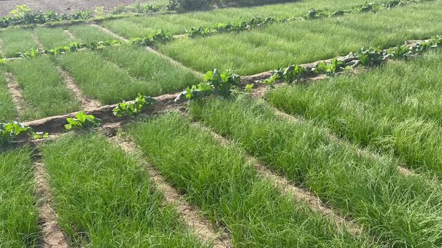 rows of vines in vineyard potatoes planted 