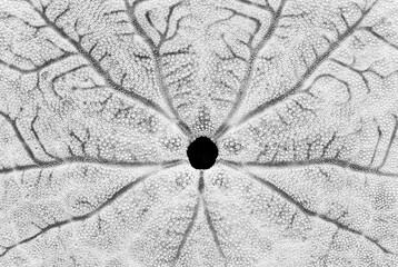 Sand Dollar in black and white