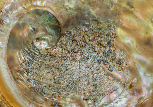 Abalone Shell Interior