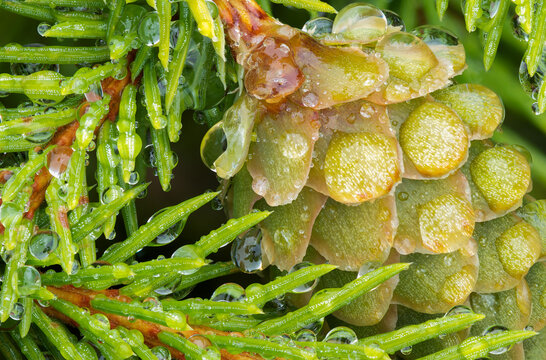 Spruce and Raindrops