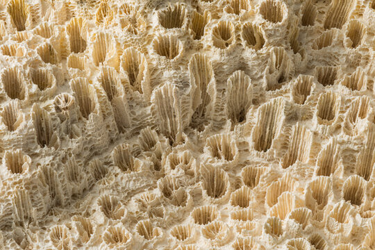 Fossilized Coral Textures