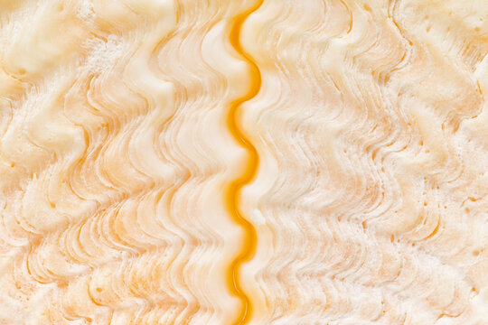 Bear Claw Clamshell, closeup