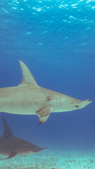 Fototapeta premium A 9:16 Portrait image of a Great Hammerhead (Sphyrna mokarran) in Bimini, Bahamas