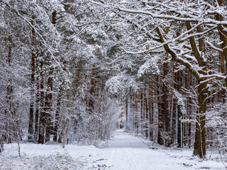 Fototapeta premium Winter